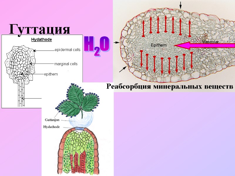 Гуттация Реабсорбция минеральных веществ